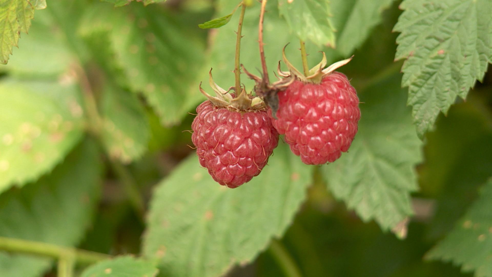 Sequence 01.Still020