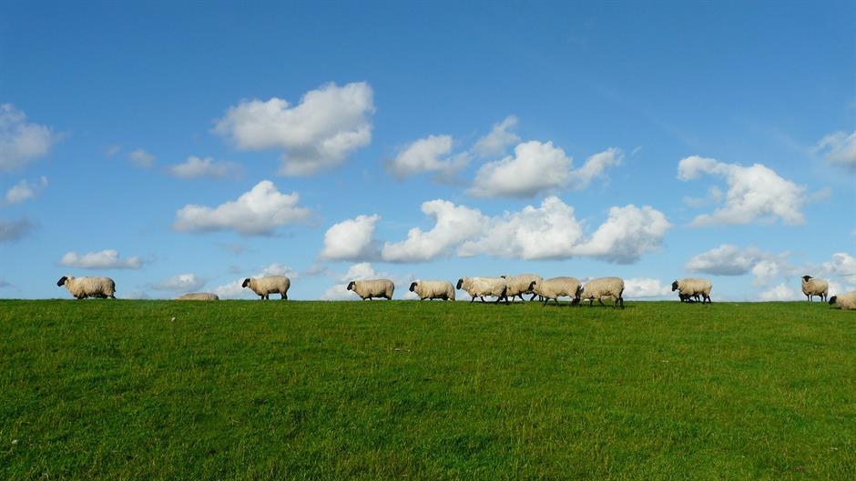 sheep-57706_1920