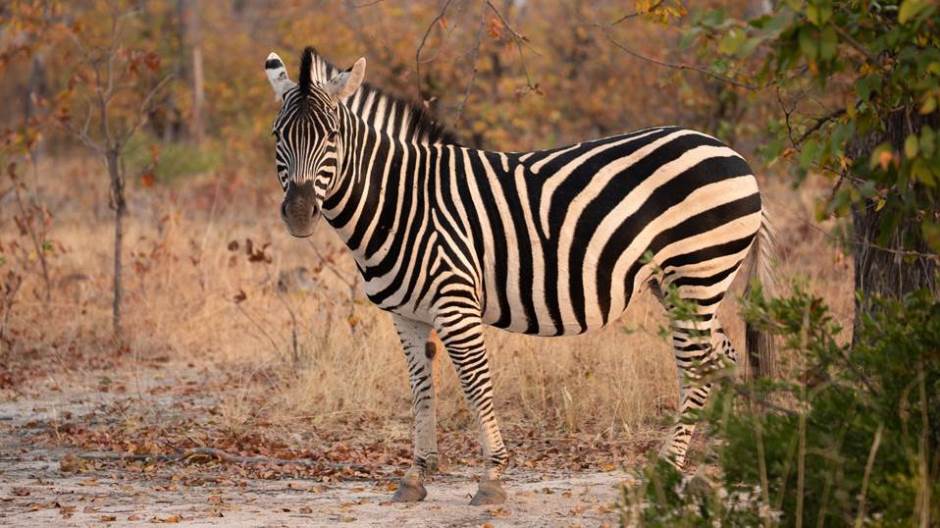 shutterstock_1308863953