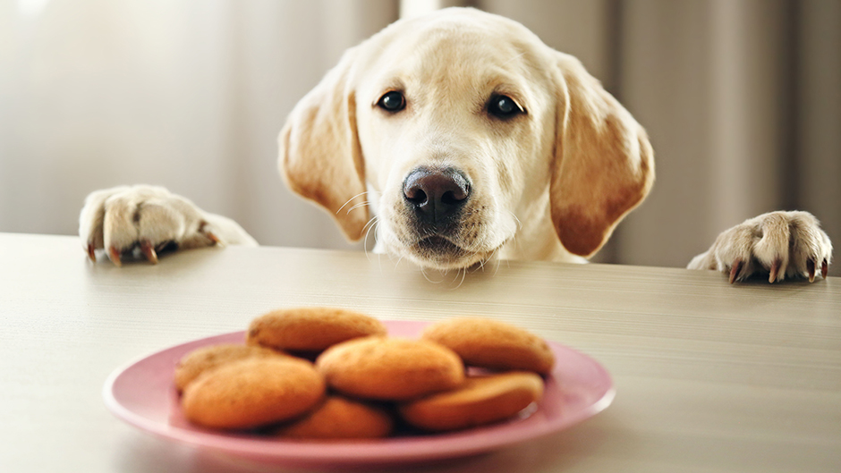 shutterstock_381803308