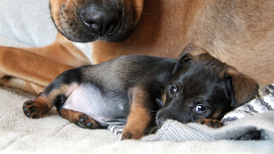 shutterstock_547845397