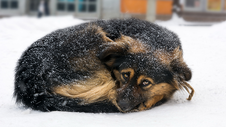 shutterstock_553022527