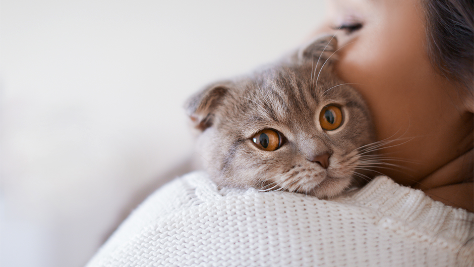 shutterstock_587456957