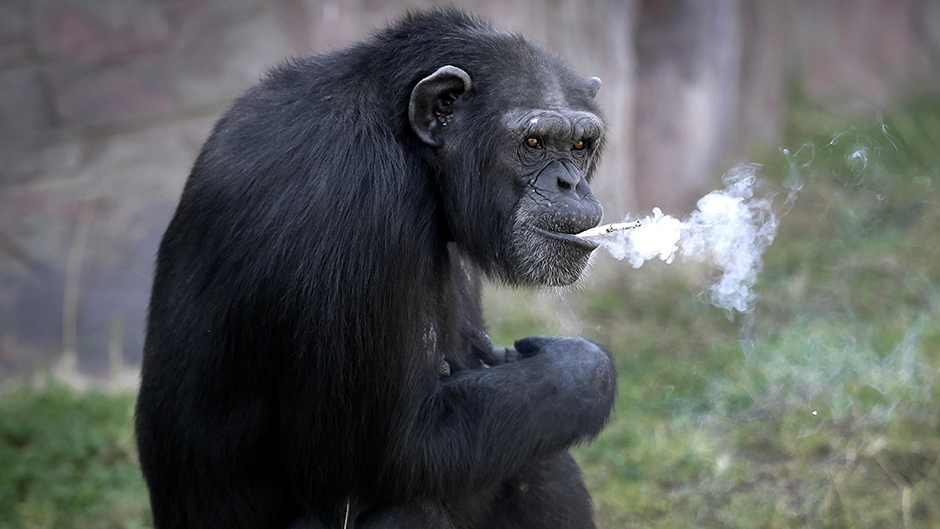 simpanza (6)