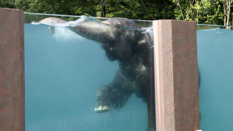 slon bazen Tanjug AP Koji Ueda