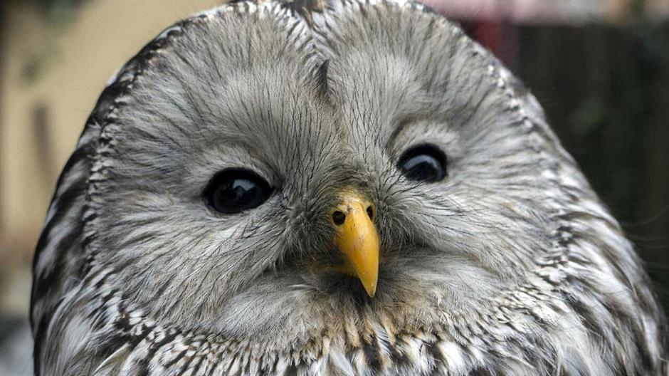 Srn2015-3-17_1214443_3