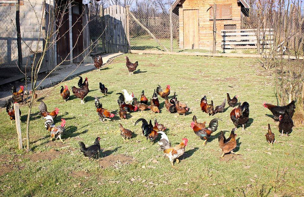 Srn2016-5-1_1438771_0