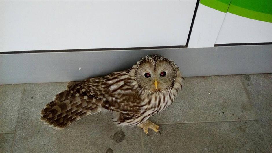 Srn2017-10-13_85398_0