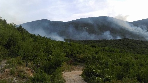 Srn2017-6-29_1412958_0