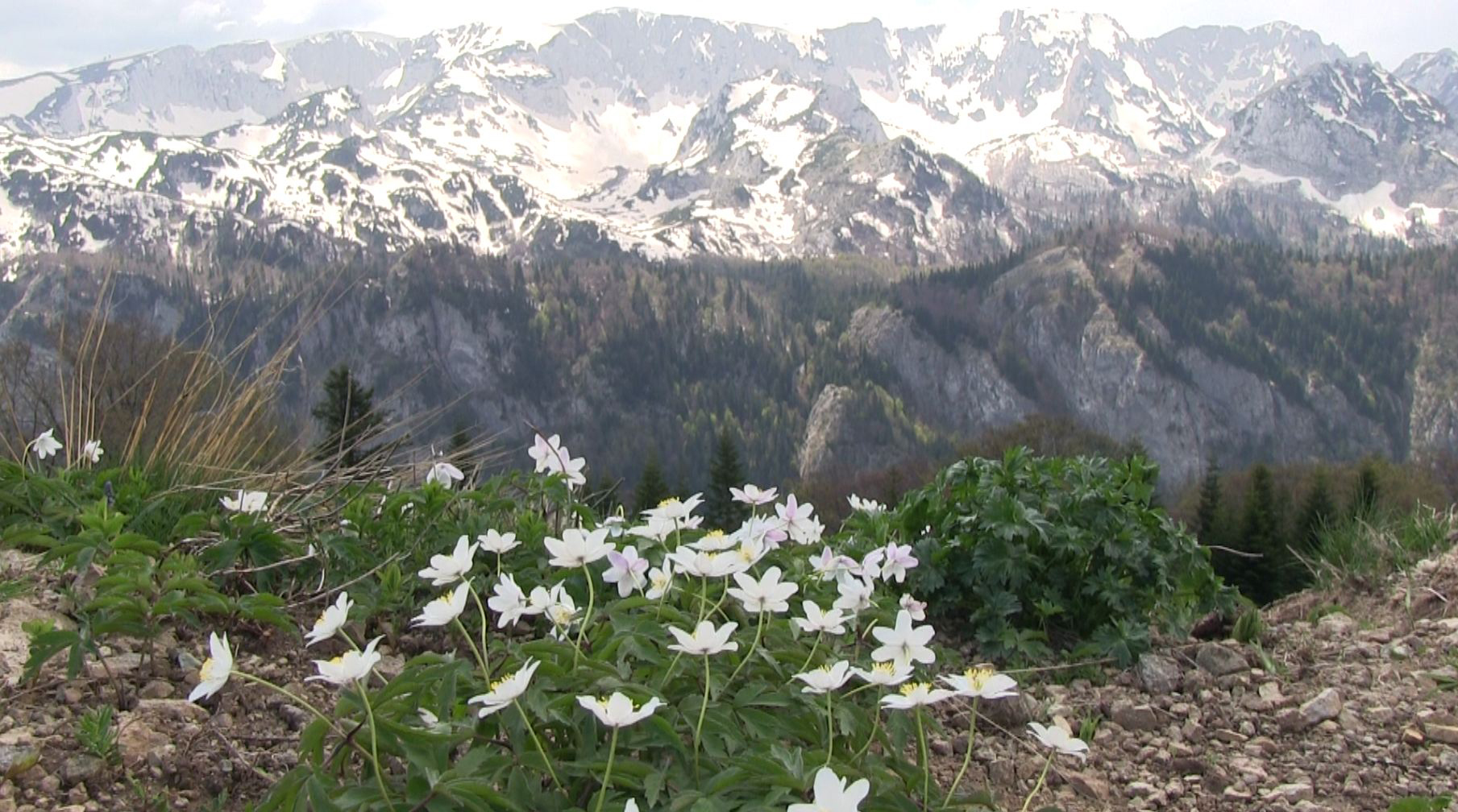 Srn2018-4-30_1039220_1