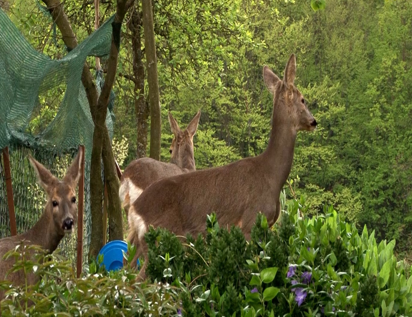 Srn2019-5-13_1259929_3