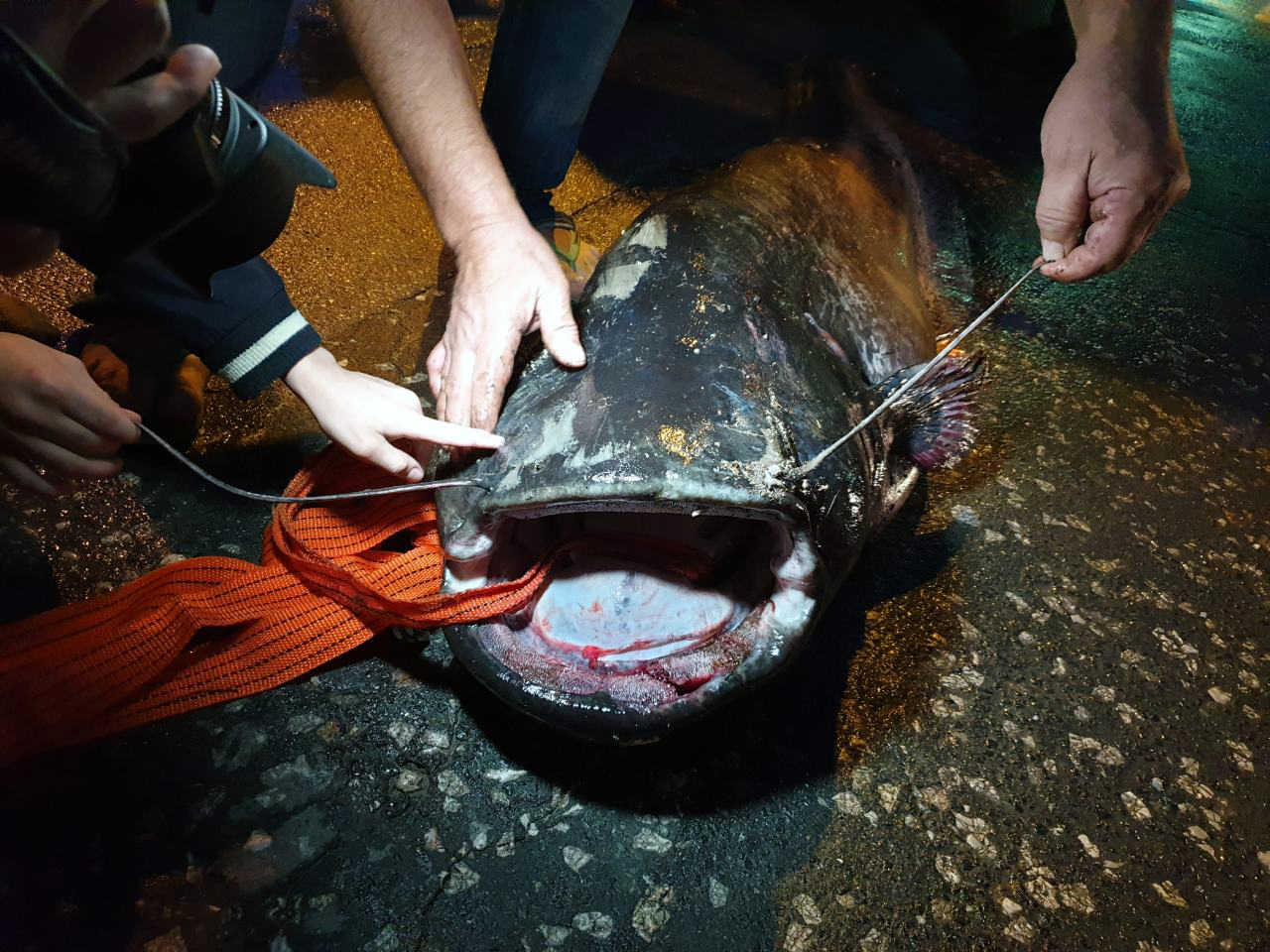 Srn2019-7-13_2158777_1