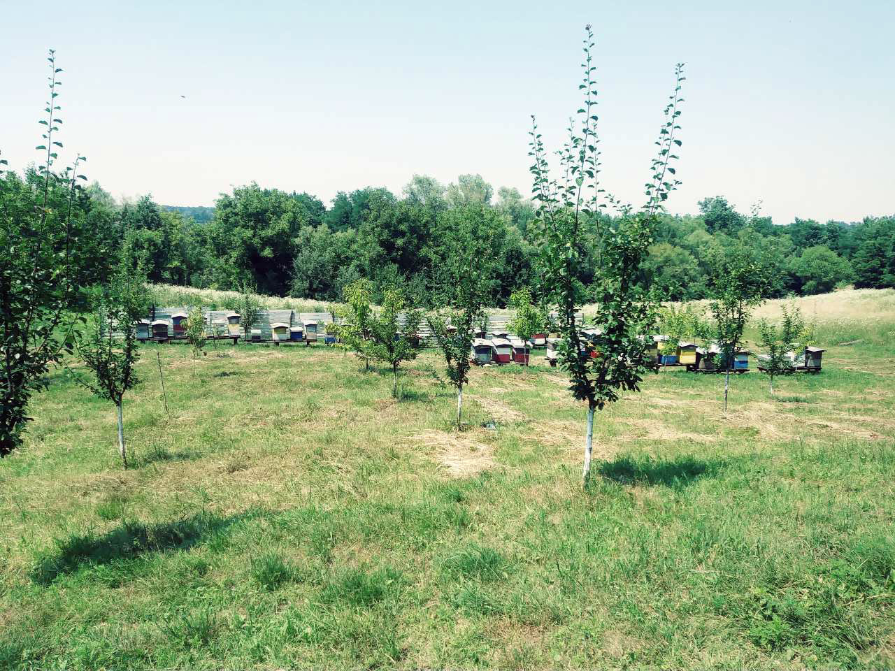 Srn2019-7-2_102749_4