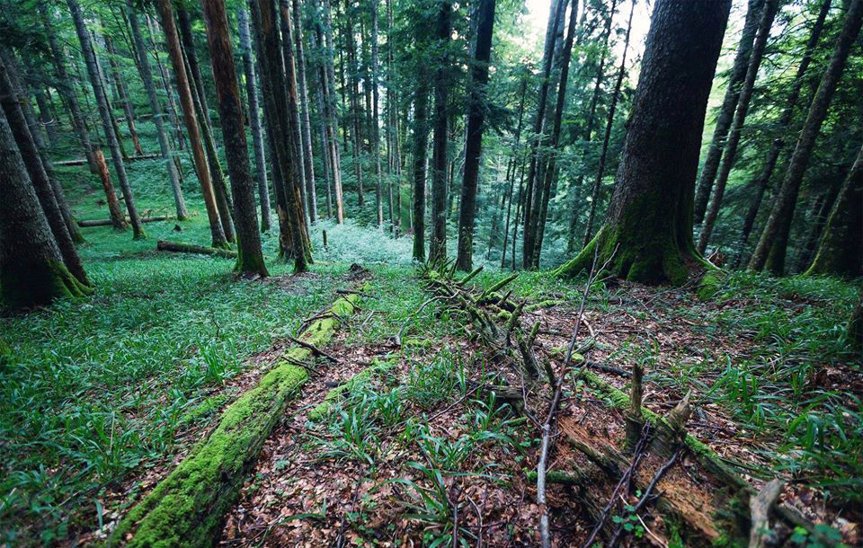 Srn2020-1-10_86563_8