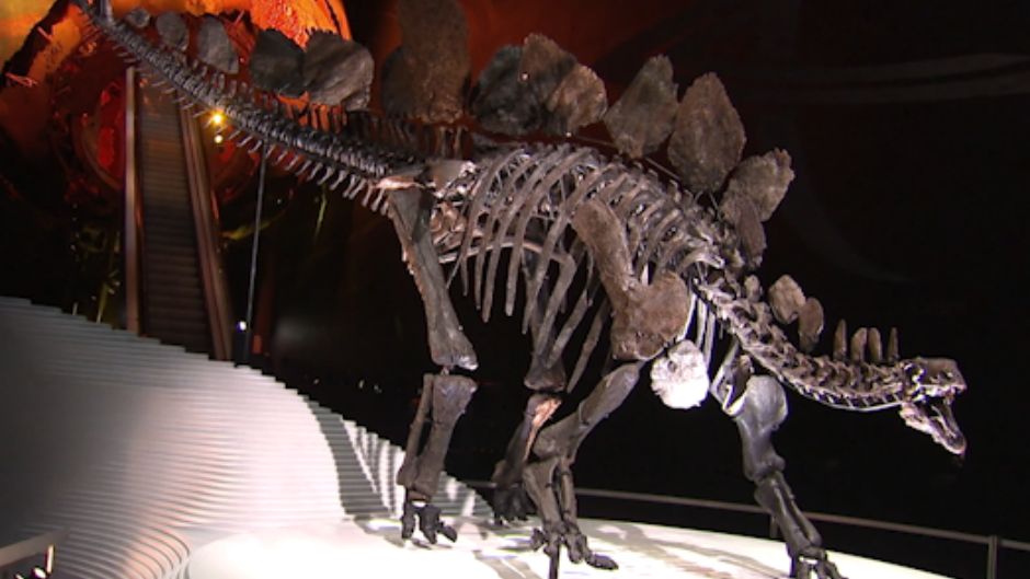 stegosaurus