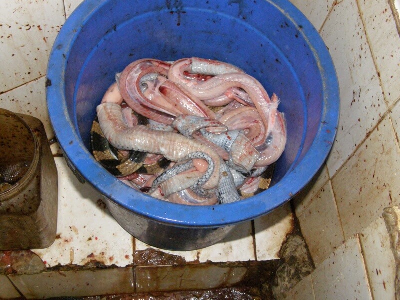 Still-writhing-and-twitching-the-bodies-of-decapitated-snakes-are-simply-tossed-aside.-Many-stay-alive-for-hours-until-they-die-1-800x600