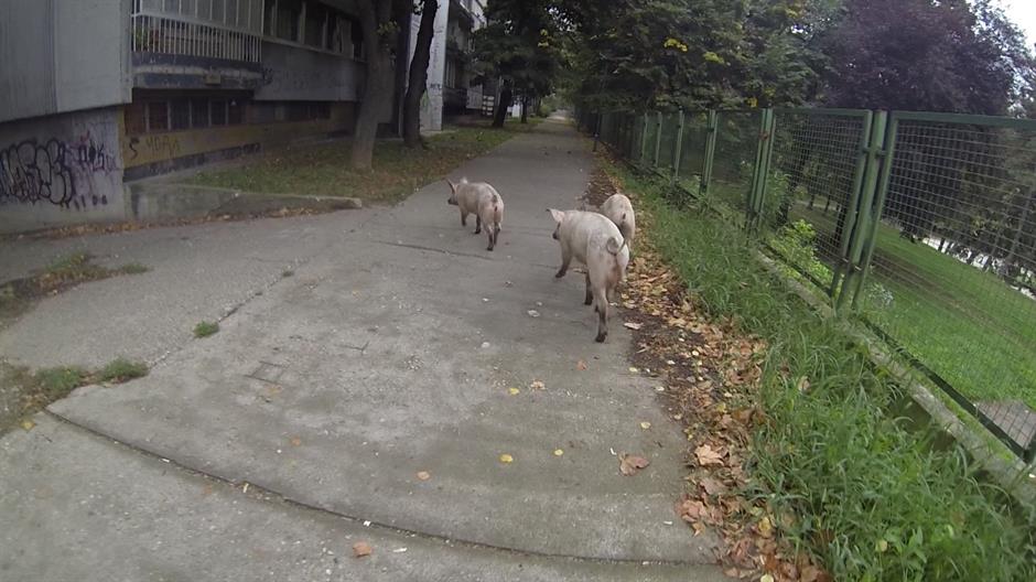 svinje na konjarniku