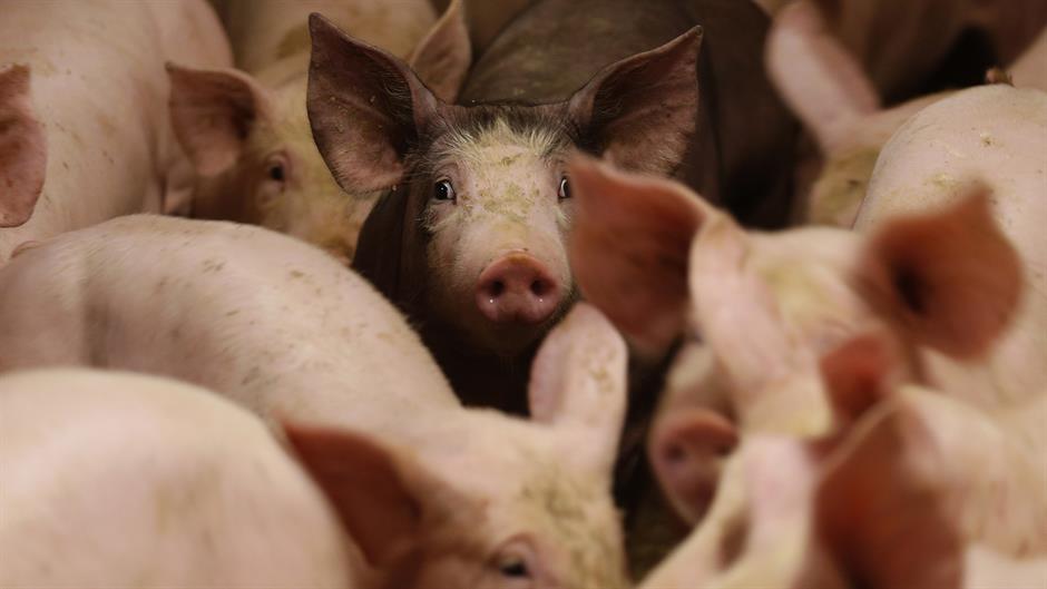 svinje Reuters Vincent Kessler