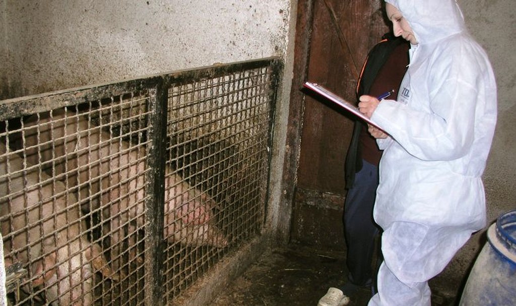 svinjska_kuga_Ilustracija_03