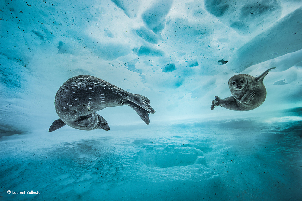 Laurent Ballesta/Wildlife Photographer of the Year