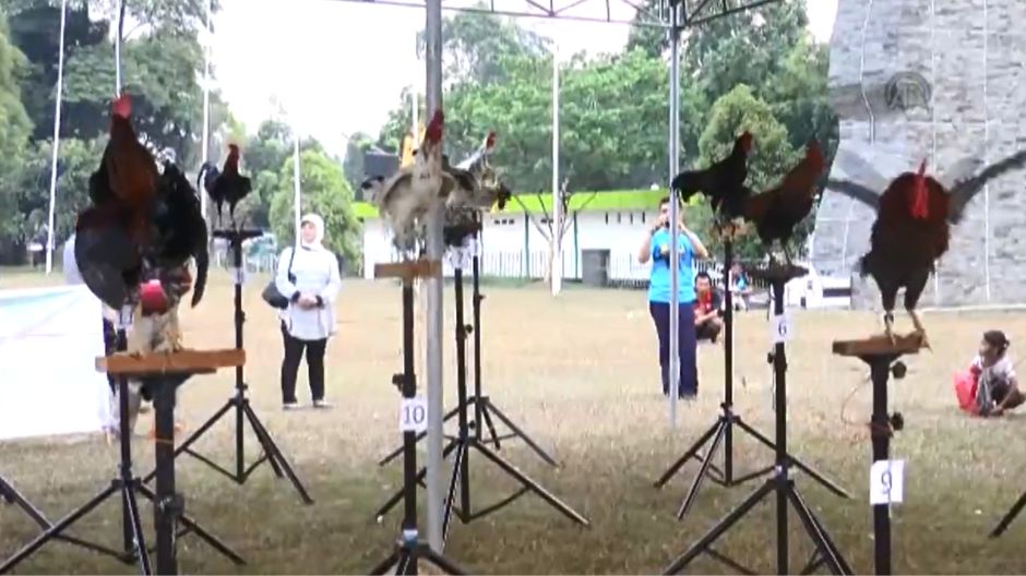 takmicenje pijetlova u indoneziji