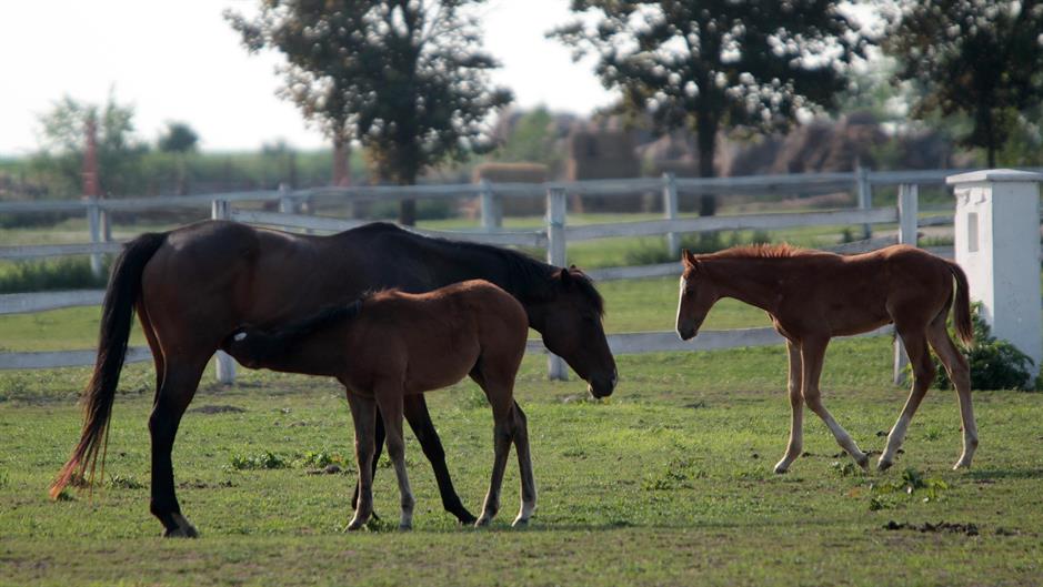 Tan2015-6-4_10628773_1