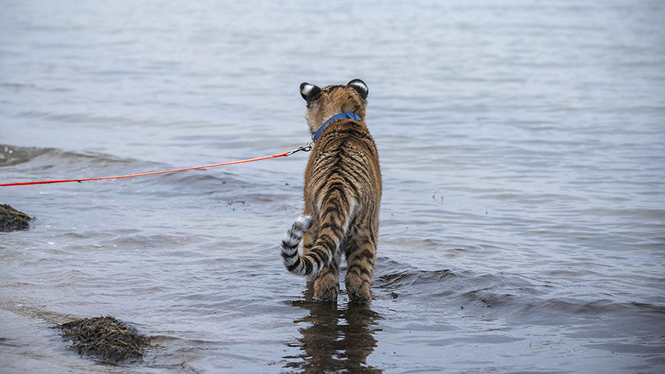 Tan2017-1-10_10591174_0 11