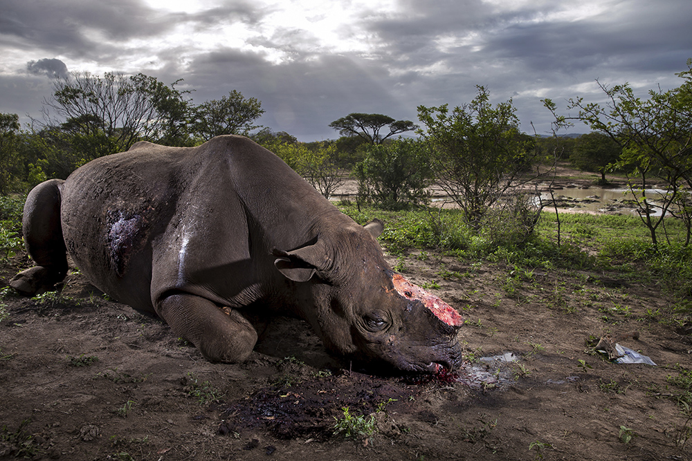 Brent Stirton/World Press Photo via AP