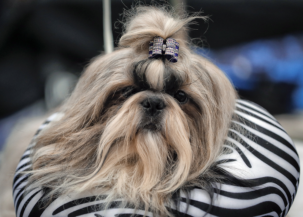 Tan2017-3-20_131056859_4