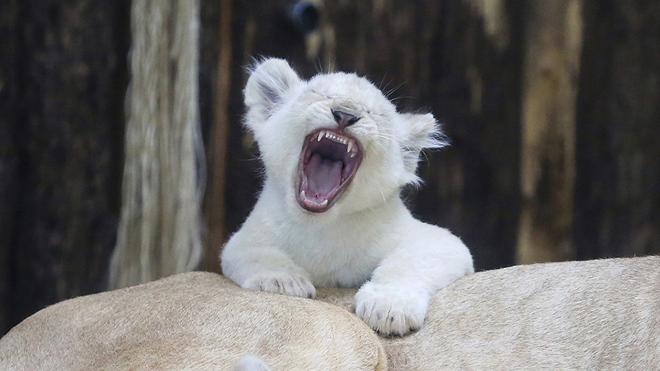 Tan2017-3-3_1155854_2 11