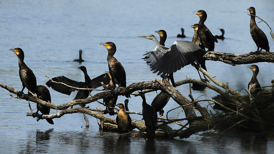 Tan2017-4-11_95812143_7 11