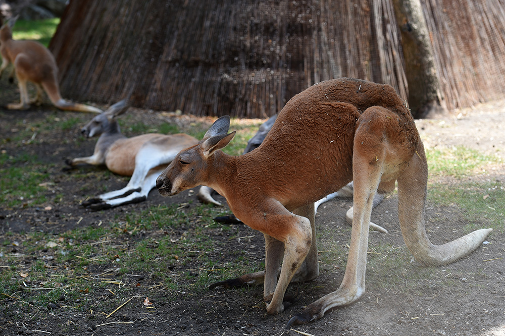 TANJUG/Dragan Kujundžić