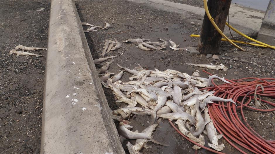 Tan2018-6-28_03940246_0