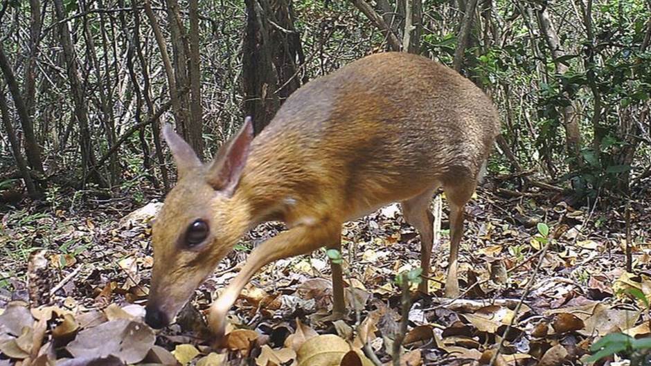 Tan2019-11-12_103137239_1