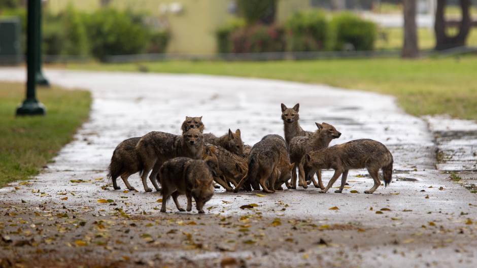 Tel Aviv, Izrael, šakali, park