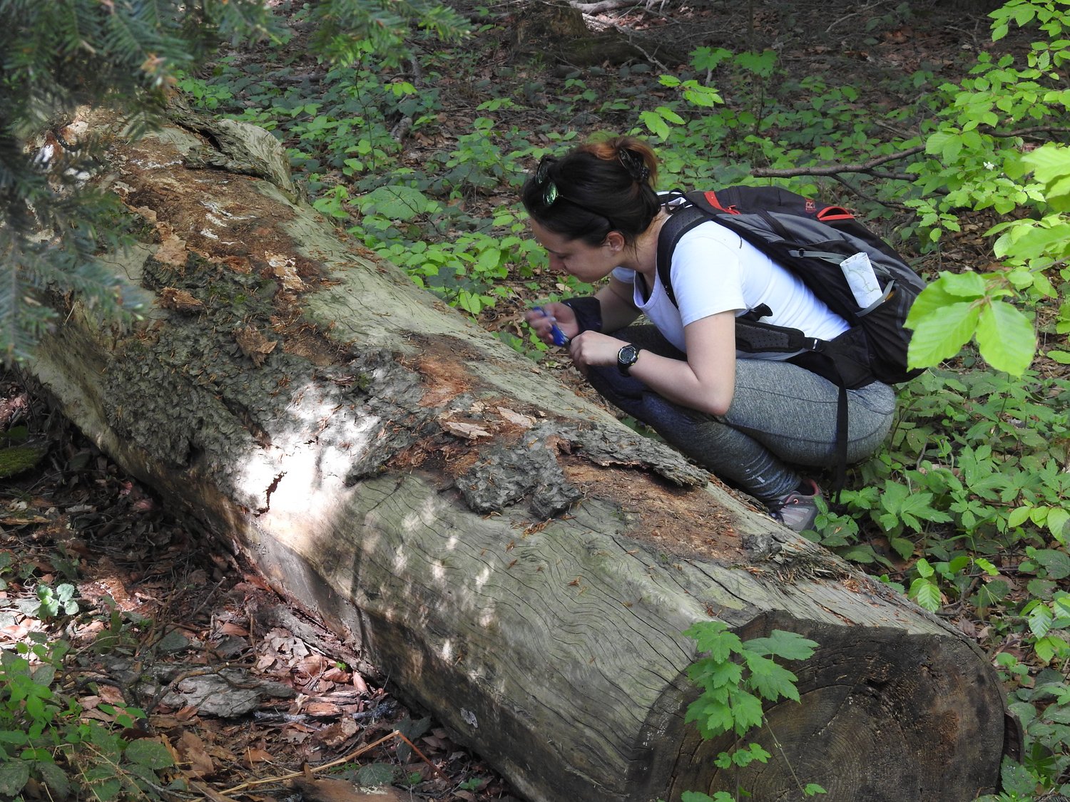 Terenski rad na inspekciji stabala u NP Kozara_Foto_D.Miljević