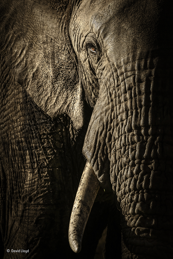 David Lloyd/Wildlife Photographer of the Year