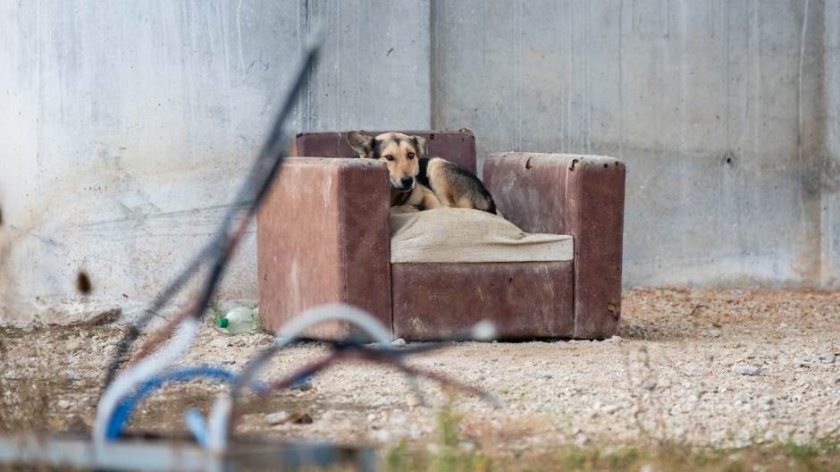 thumbnail_RichardMurgatroydPhotography-DogsTrustWorldwideSarajevoBosnia-NGOPhotography-Final-6010-7T8A6946