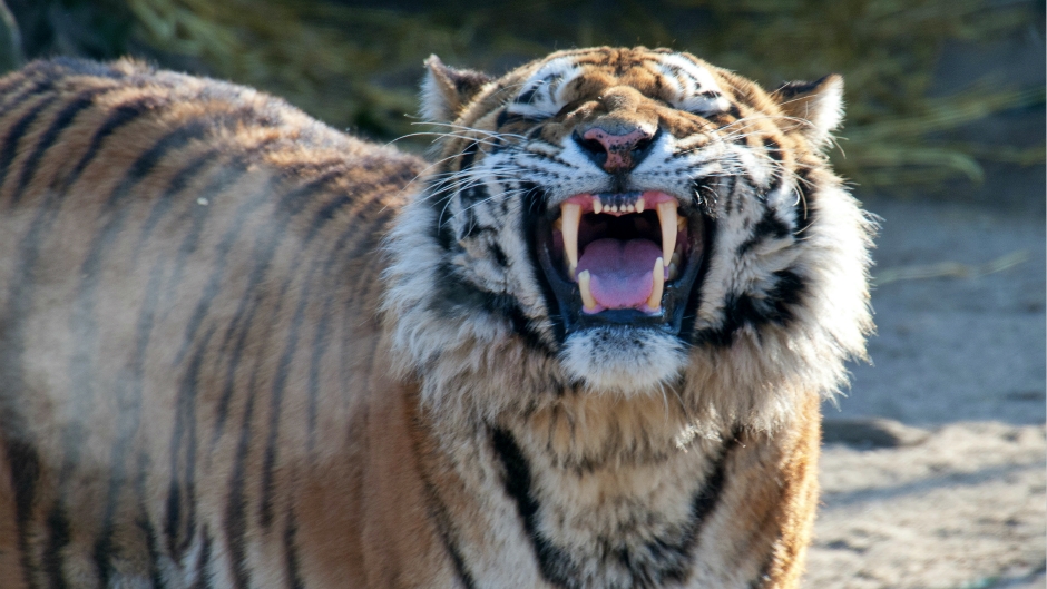Tigar