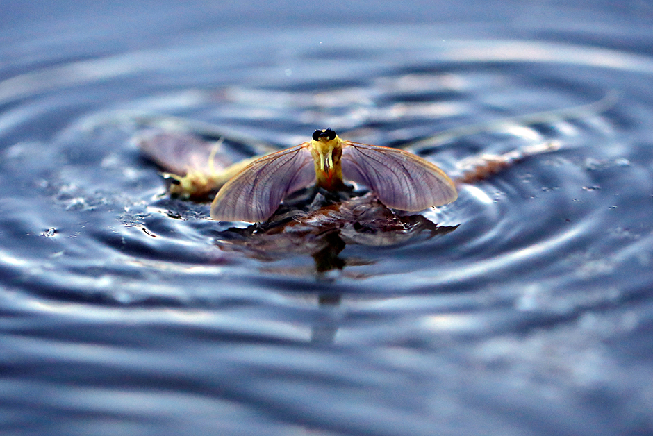 REUTERS/Laszlo Balogh