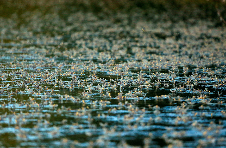 REUTERS/Laszlo Balogh