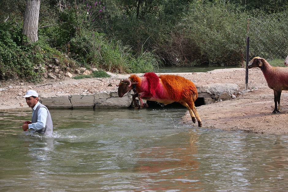 ANADOLIJA/Sebahatdin Zeyrek
