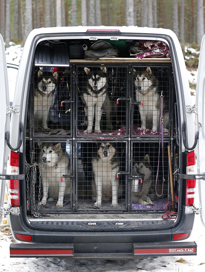 trka pasa sa saonicama (2)