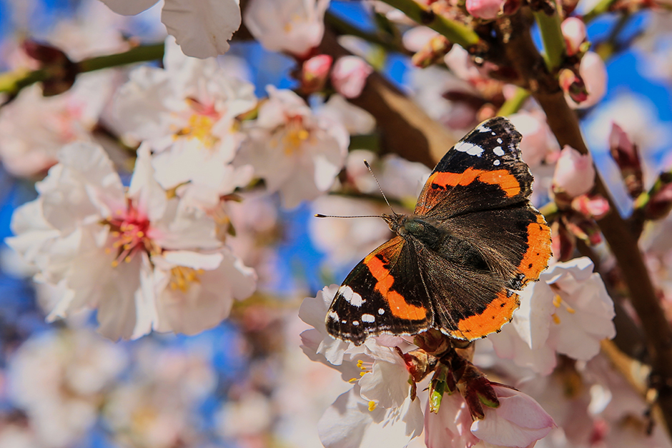 ANADOLIJA/Ali İhsan Öztürk