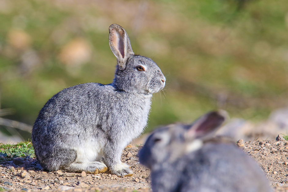 ANADOLIJA/Ali İhsan Öztürk