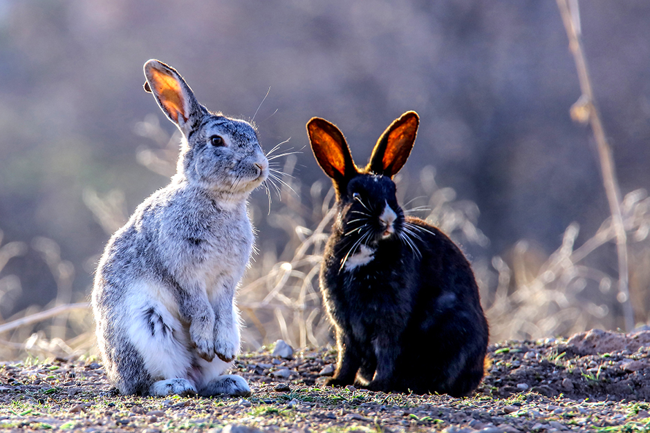 ANADOLIJA/Ali İhsan Öztürk