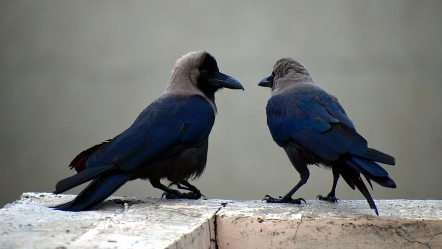 two-crows-2781519_960_720