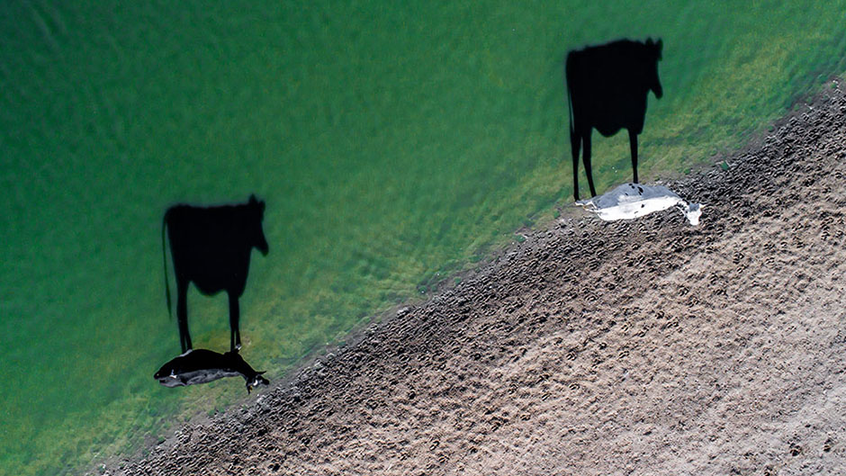 Two moo by Luke Bell 1