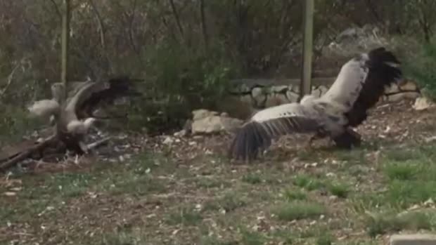 Uginuli Lily i Jablan: Kako smo ostali bez bjeloglavih supova