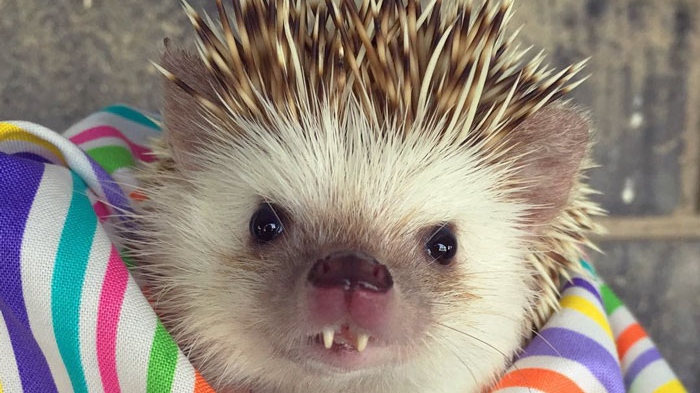 vampire-hedgehog-fangs-hodge-huffington-25